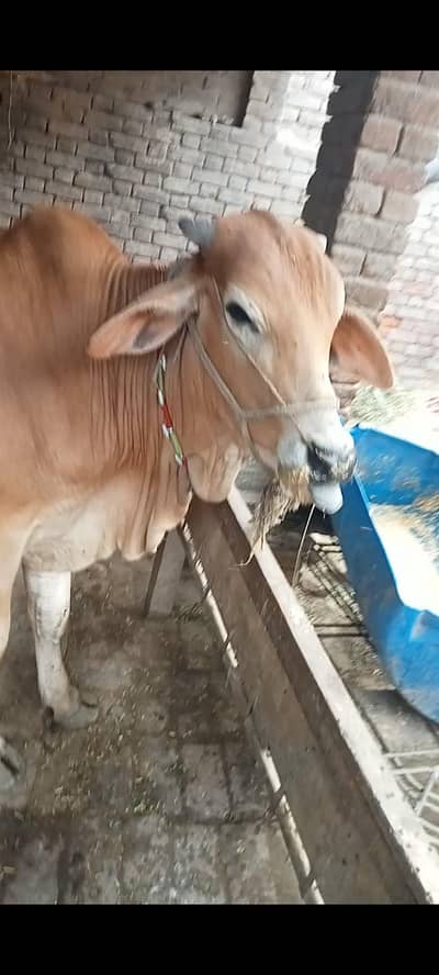 Wacha for qurbani.