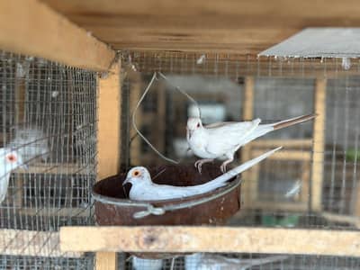 Red pied breeder pair for sale