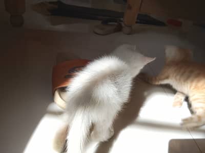 Mixed Persian kittens. 3 male kittens 2 months old.