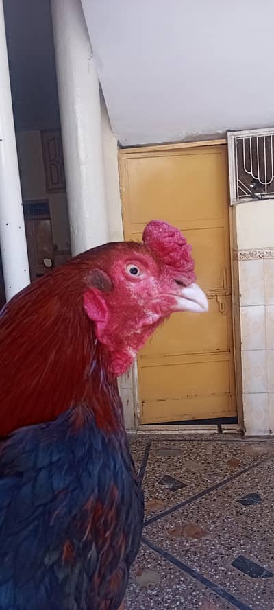 aseel lakha male black female for sale  03275084473