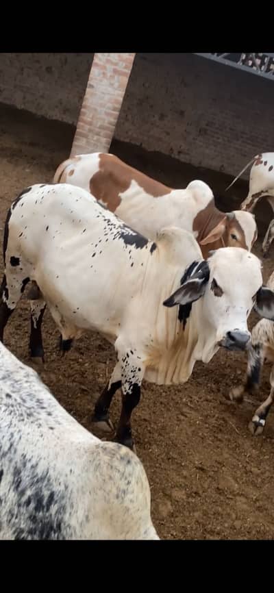 Qurbani bachry