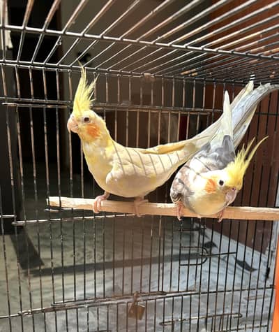 Cocktail breeder pair