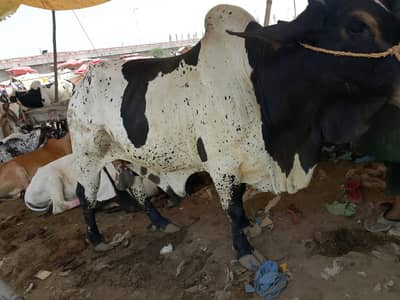 I am selling my 2 dant bachra 5.5 man meat weight
