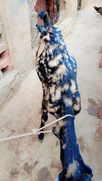 black kamora baqra available for qurbai 2 dant biranda