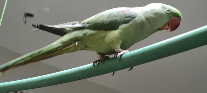 parrot raw hand tame