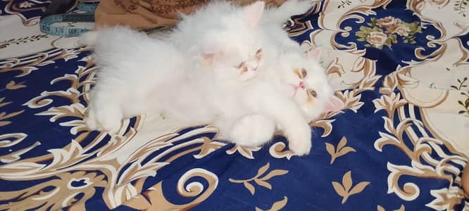 persian cat