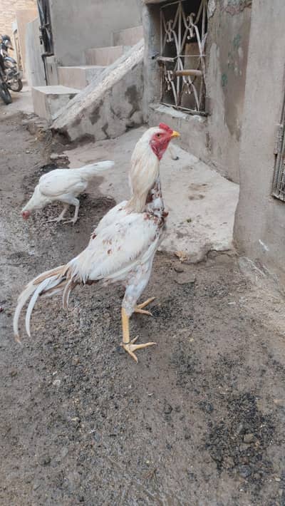 aseel mushka Madi Waite Hera Madi or miyawali nar 1 total 3 piece han