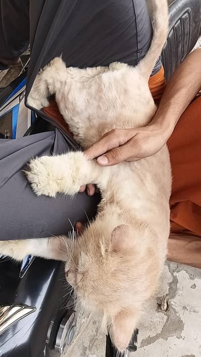 persian cat