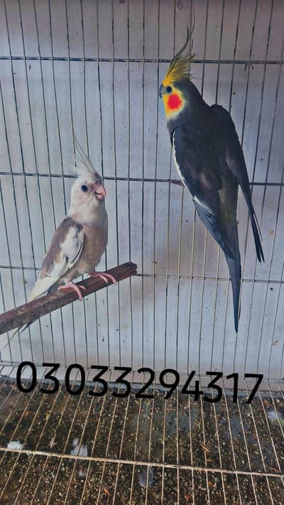 beautiful cocktails birds