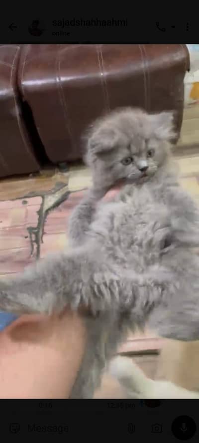 Persian Kittens High Quality Available