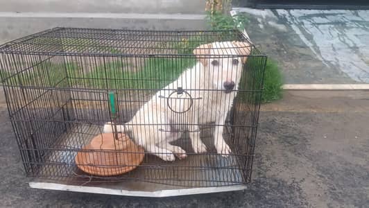 urgent Sale