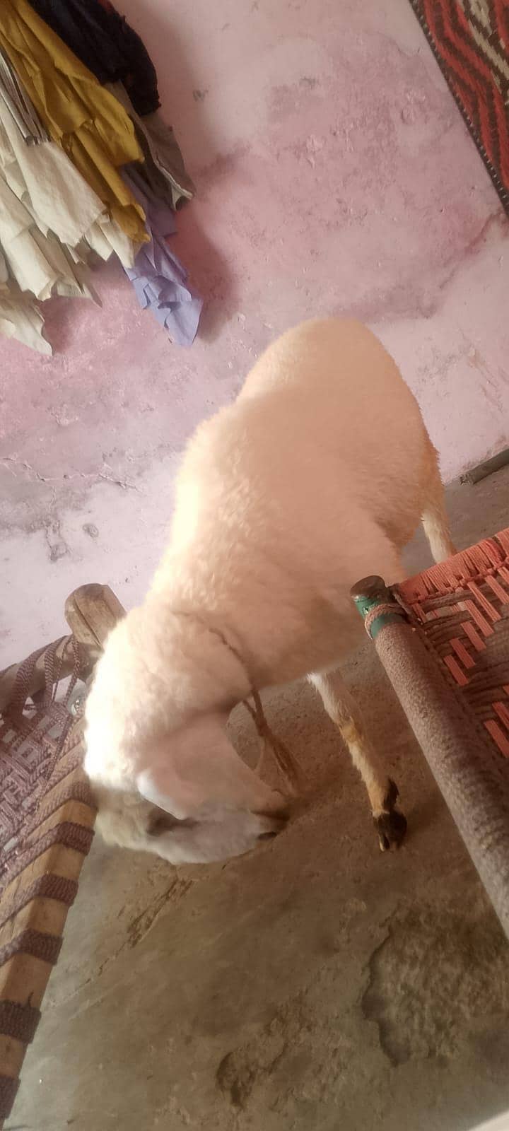chatra 1