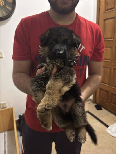 GSD Puppies | German Shepherd | Pedigree