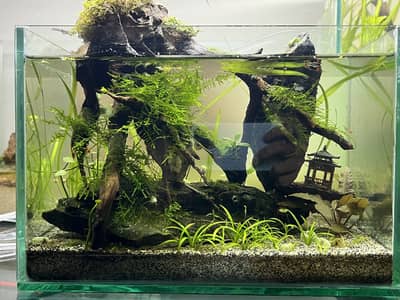 Planted aquarium