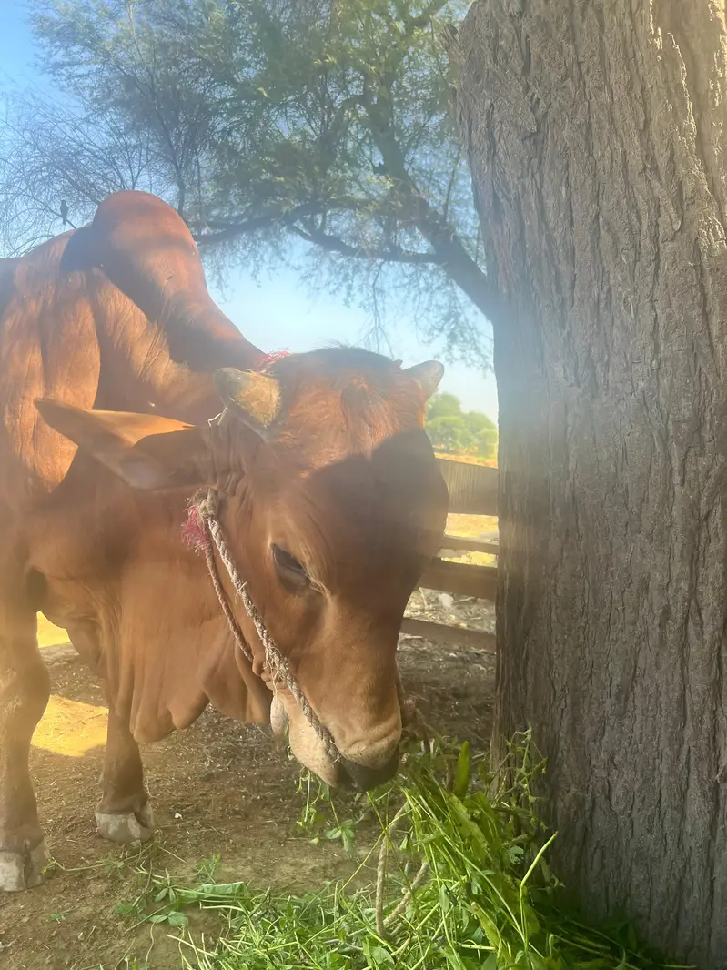 i bull — photo 2