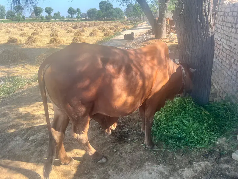 i bull — photo 3