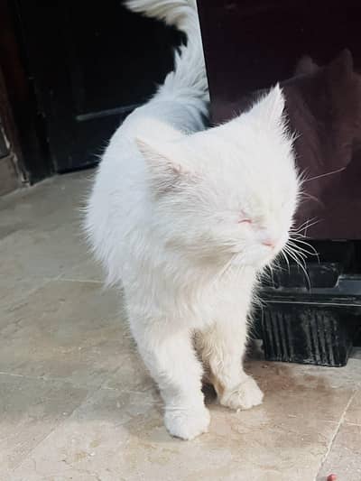 male cat