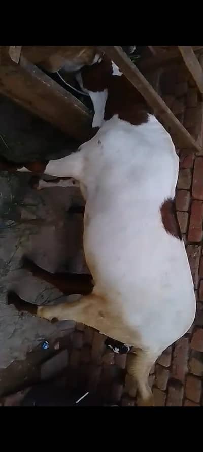 qurbani k. 2 bakry