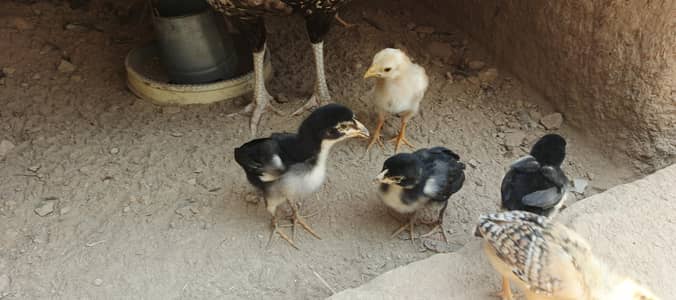 aseel chicks home breed