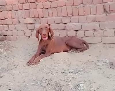 pointer female