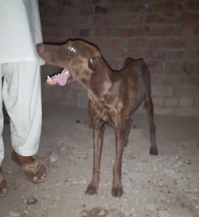 pointer female