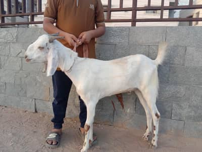 2026 ke qurbani k Lea 2 dant