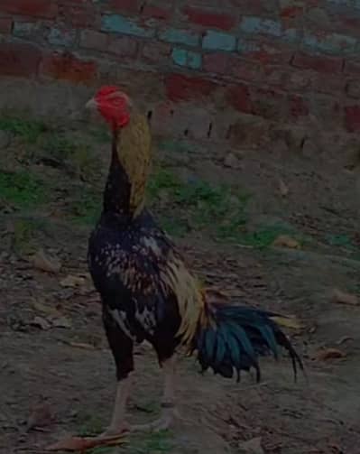 AB Aseel farm