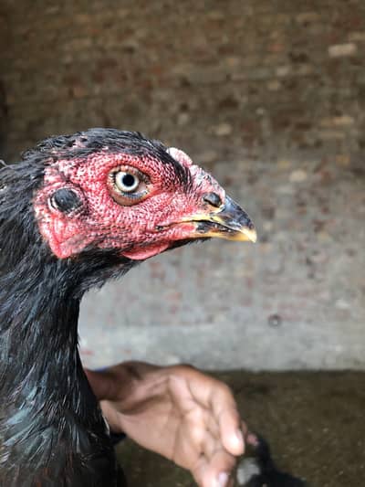 Bashir Piyaran Bloodline - Pure Aseel Murgi For Sale