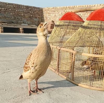 pure irrani teeter Breeder male available