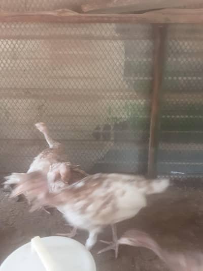 turkey chick's,  Aseel Punjab fighter chick's
