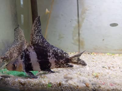 Chinese highfin banded shark 3 pieces