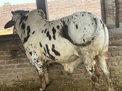 Cholistani breed -cheena wera