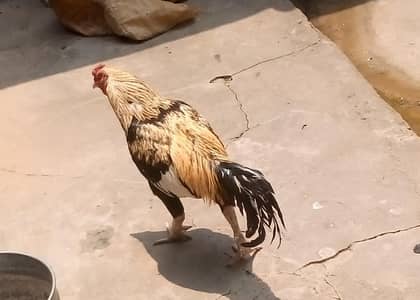 Whatsapp only[ 0309 1819100