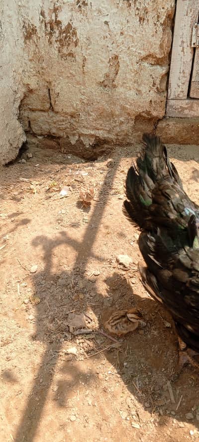Teter chicks and kabotar for sale and exchange urgent