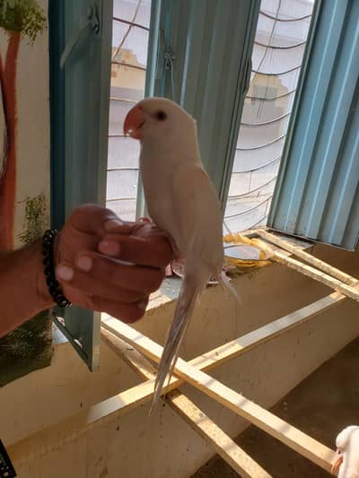 White ringneck