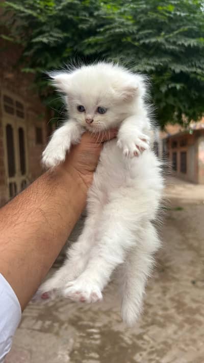 Persian Kittens