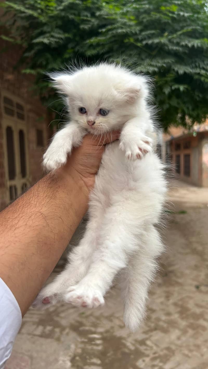 Persian Kittens 0