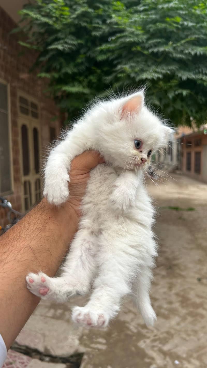 Persian Kittens 1