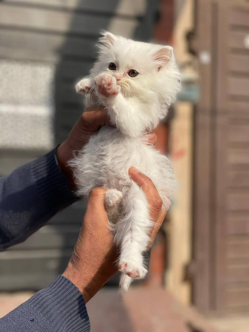 Persian Kittens 2