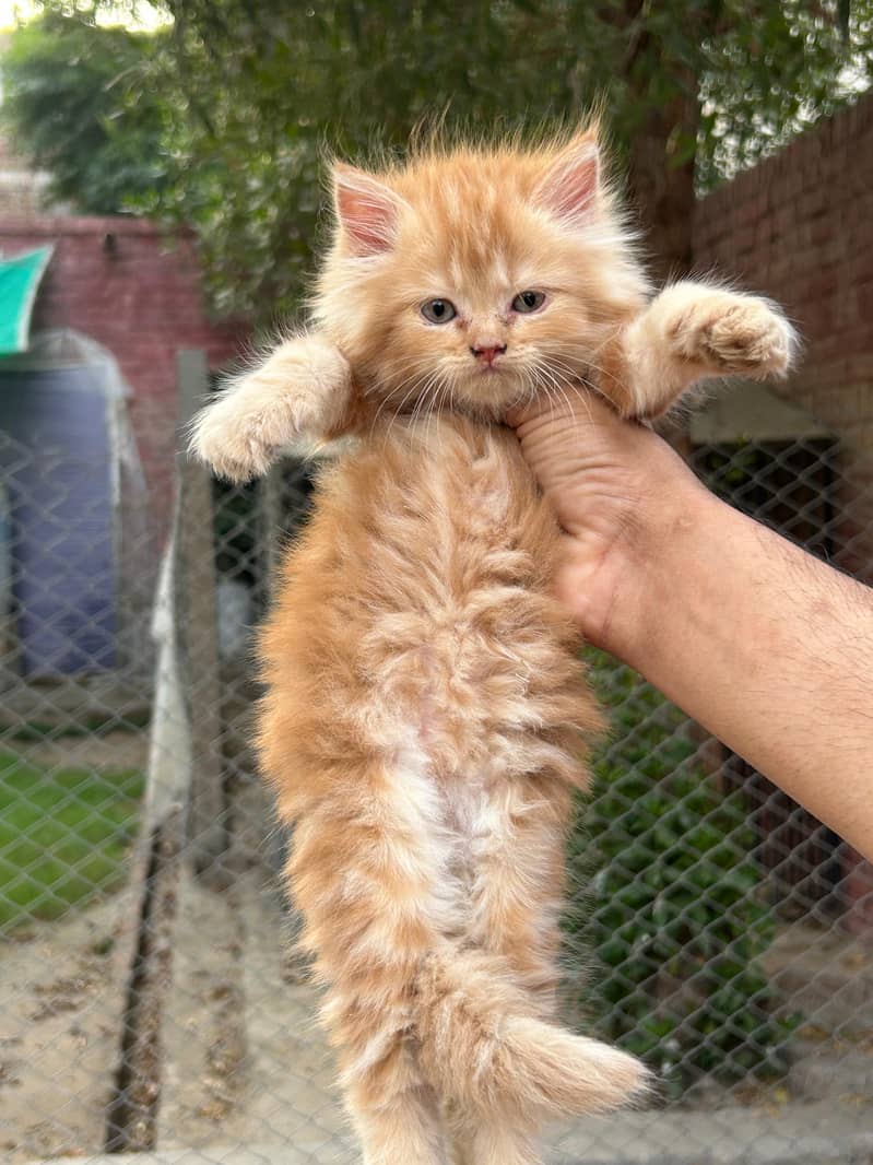 Persian Kittens 3