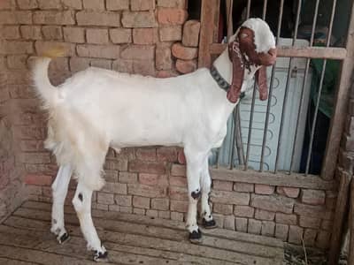 قربانی کے لیے بکرا