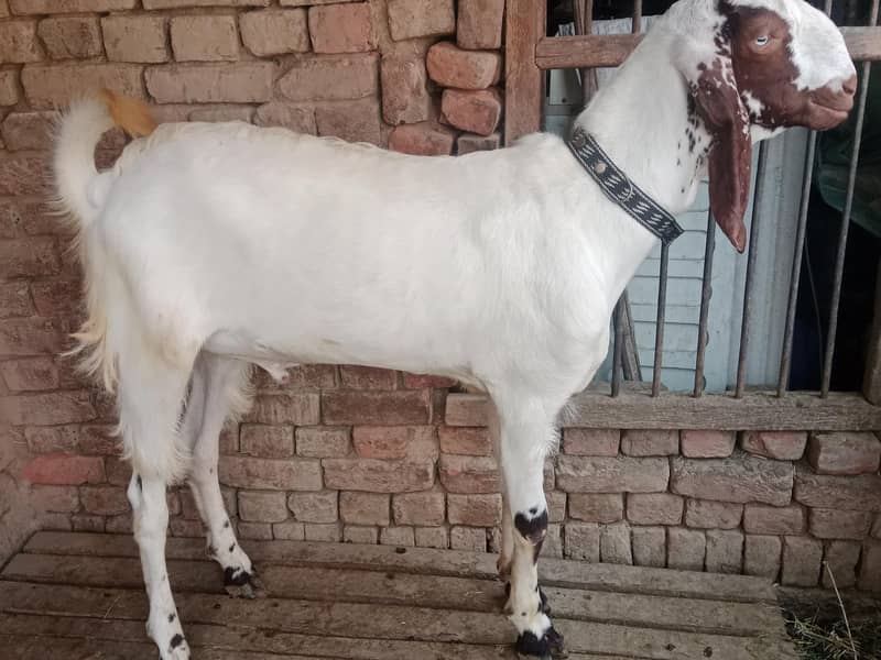 قربانی کے لیے بکرا 1
