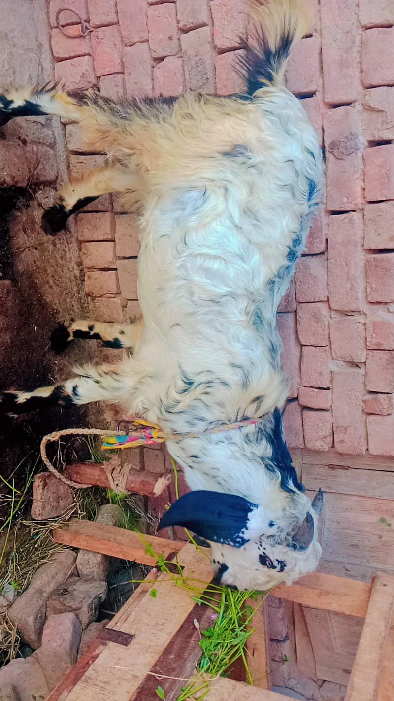 قربانی کے لیے بکرا 2
