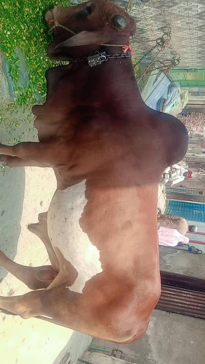 Qurbani ka khubsurat werra sehat mand