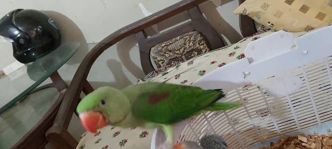 Pahari Raw chick