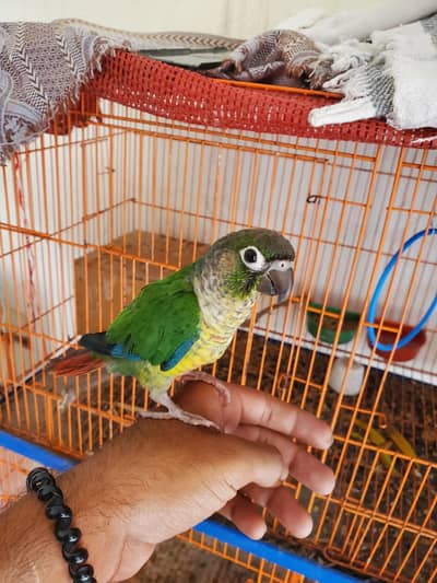 green cheek conure