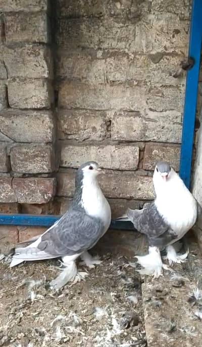 Silver Sherazi Breader pair
