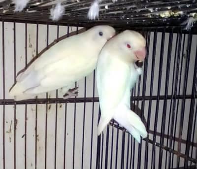 ALBINO B_2