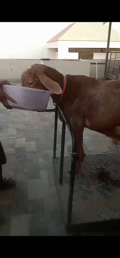 Turkish dumba
