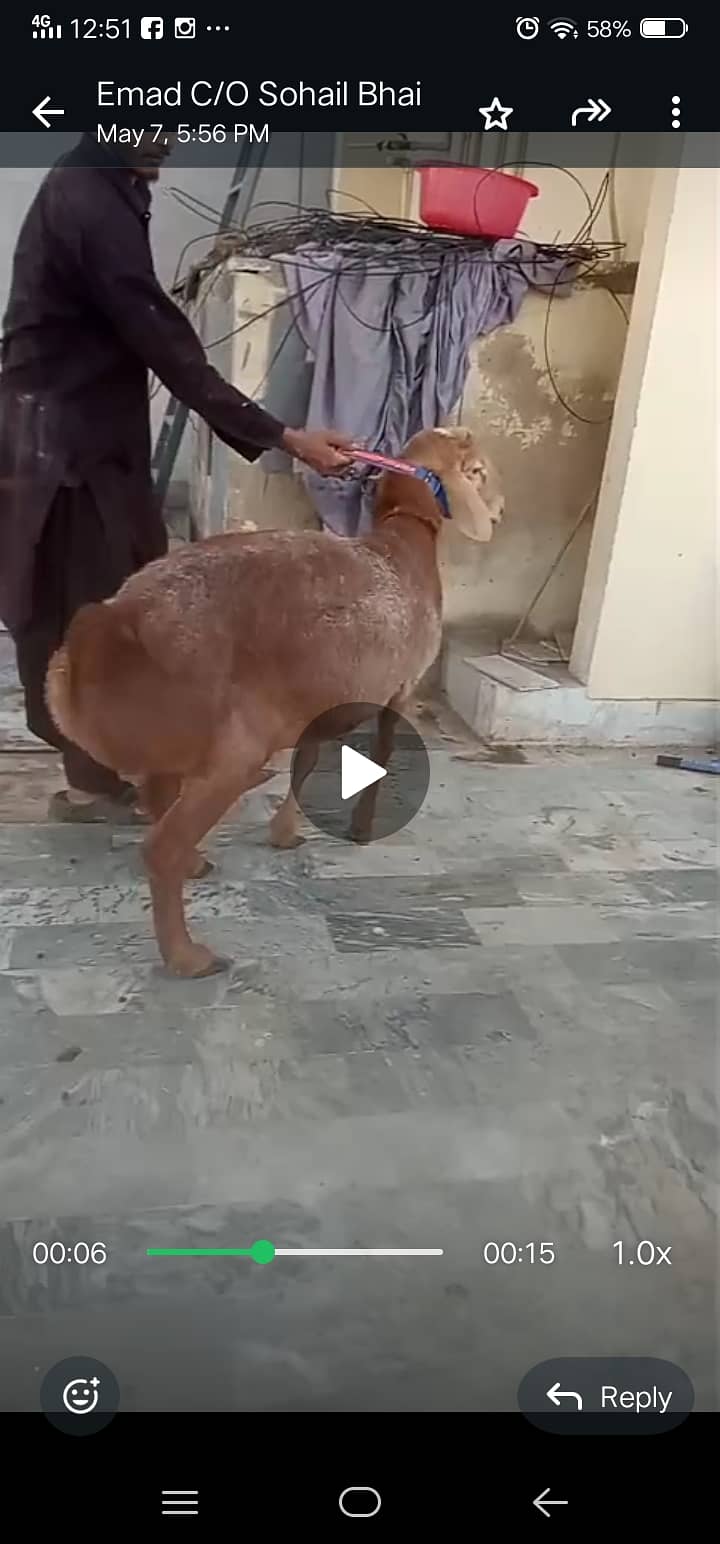 Turkish dumba 1